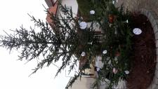 Vánoční stromy v Černošicích 2020